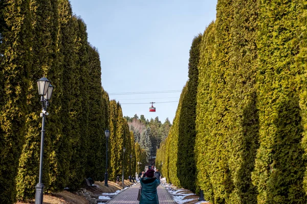 Une allée de grands buissons verts menant au loin au début de l'automne, une femme filmant le mouvement du téléphérique sur le téléphone Photo De Stock