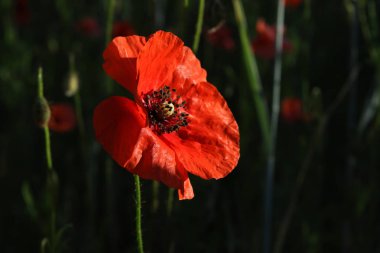 siyah bir zemin üzerine kırmızı gelincik. Sevgi çiçek