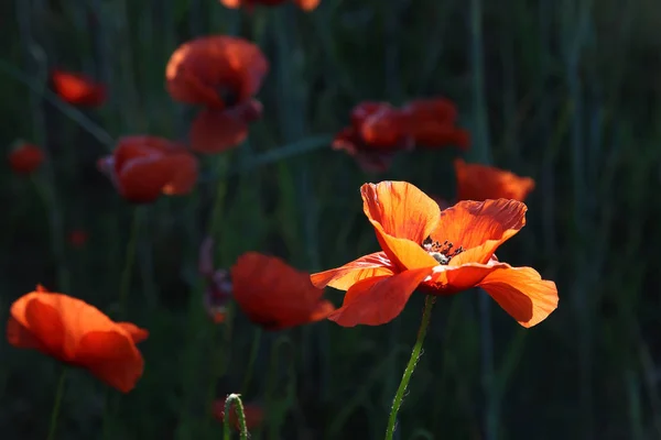 Amapola Roja Sobre Fondo Negro Flor Amor — Foto de Stock