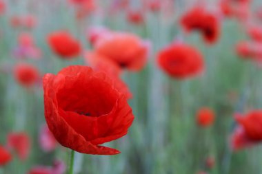 gri bir arka plan üzerinde kırmızı gelincik. Sevgi çiçek