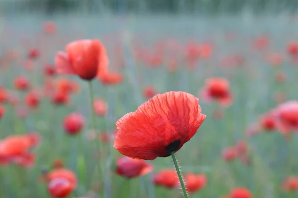 Amapola Roja Sobre Fondo Gris Flor Amor — Foto de Stock