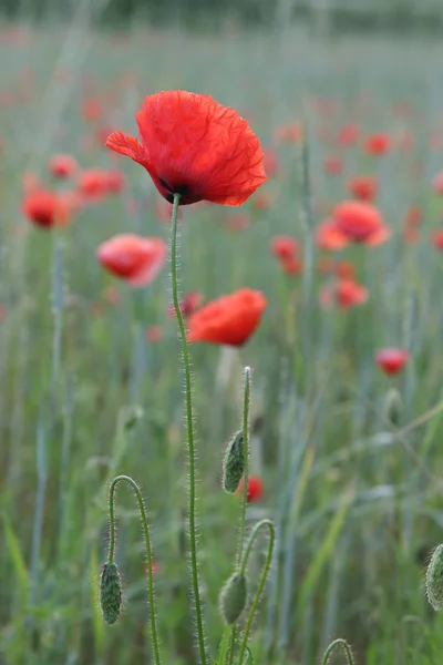 Amapola Roja Sobre Fondo Gris Flor Amor — Foto de Stock