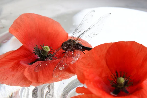 Libélula Amapola Fondo Del Agua — Foto de Stock