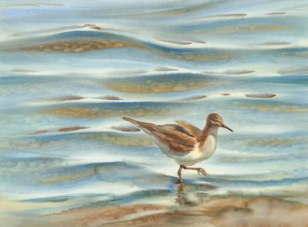 Fugl Der Går Ved Havets Akvarel Solrig Baggrund - Stock-foto