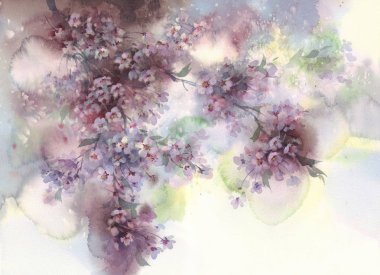 Beyaz sakura çiçeği suluboya arka planda çiçek açar..