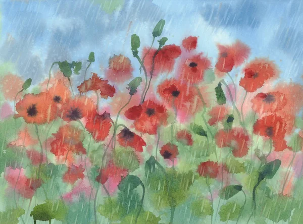 红色罂粟在雨水色背景 — 图库照片