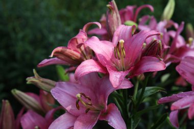 Bahçe arka planında zambak rengini kapat