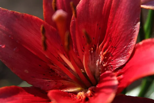Close up cor lírio flor no fundo do jardim — Fotografia de Stock