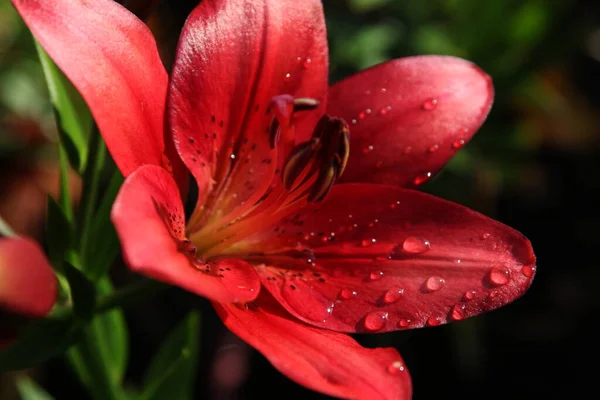 庭の背景色の百合の花を閉じて — ストック写真