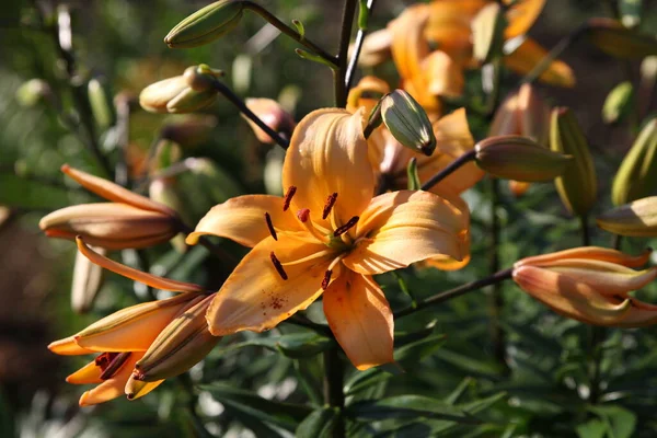 庭の背景色の百合の花を閉じて — ストック写真