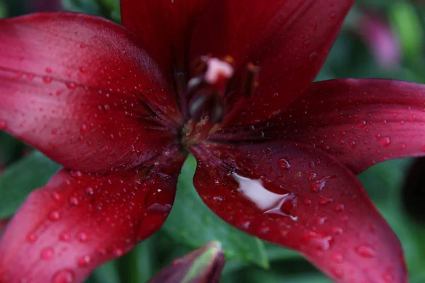 Zbliżenie kolor lilia kwiat w tle ogrodu — Zdjęcie stockowe