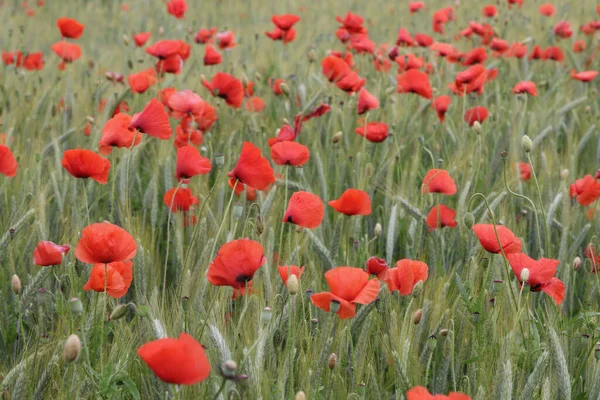 Campo de amapola roja con un prado de centeno — Foto de Stock