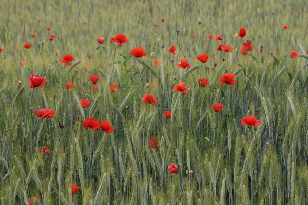 Campo de amapola roja con un prado de centeno — Foto de Stock
