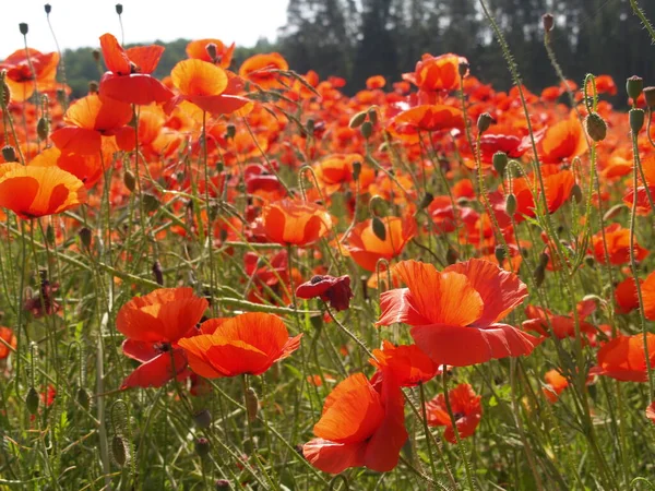 Campo de amapola soleado rojo con un prado de centeno — Foto de Stock