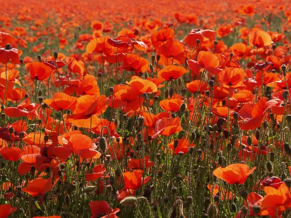 Campo de amapola soleado rojo con un prado de centeno — Foto de Stock