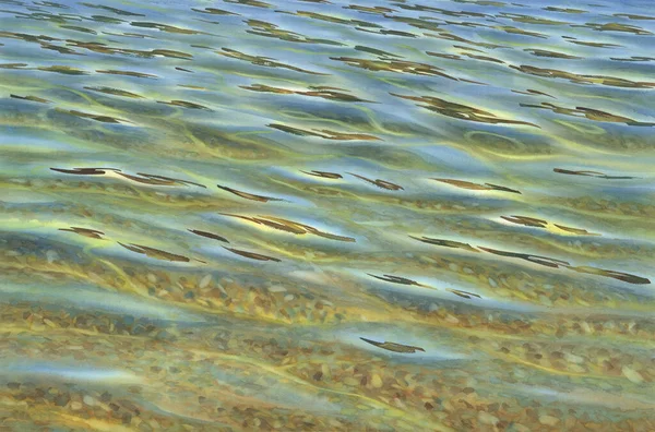 투명 한 물결을 배경으로 하는 태양같은 물 — 스톡 사진