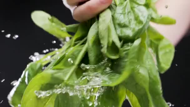 Hände waschen Spinat. Zeitlupe — Stockvideo