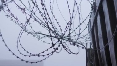 Dikenli teller. Soğuk hava