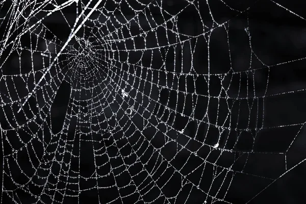 Nahaufnahme Von Spinnennetz Mit Tau Vor Schwarzem Hintergrund — Stockfoto