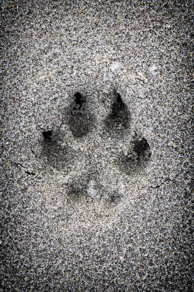 狗爪子打印在沙子中的特写 — 图库照片