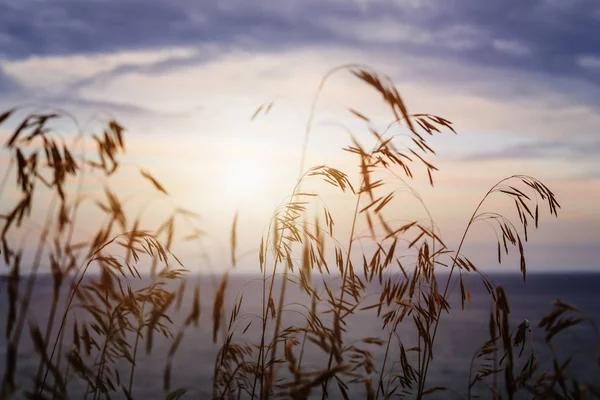 Close Tall Grass Stalks Setting Sun Sunset Lake Sky — Stock Photo, Image