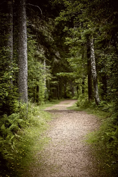Caminho Floresta Verão Árvores Com Folhas Verdes — Fotografia de Stock