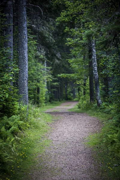 夏の林道と緑の葉が付いている木 — ストック写真