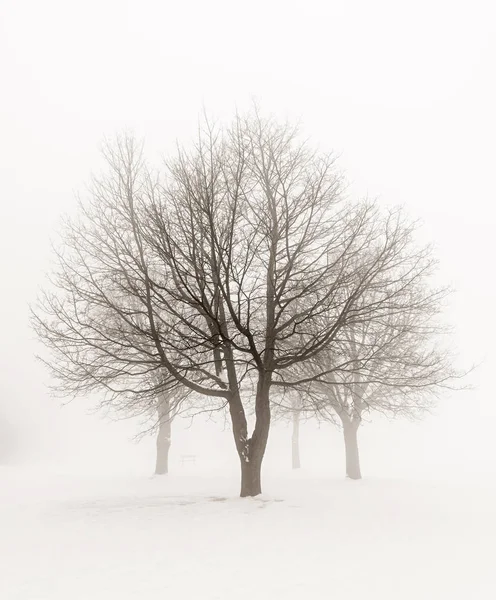 Scène Hivernale Arbres Sans Feuilles Dans Brouillard Sépia Ton — Photo