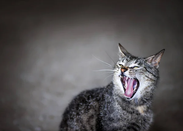 Gray Cat Sitting Gray Floor Looking Yawns — Stock Photo, Image