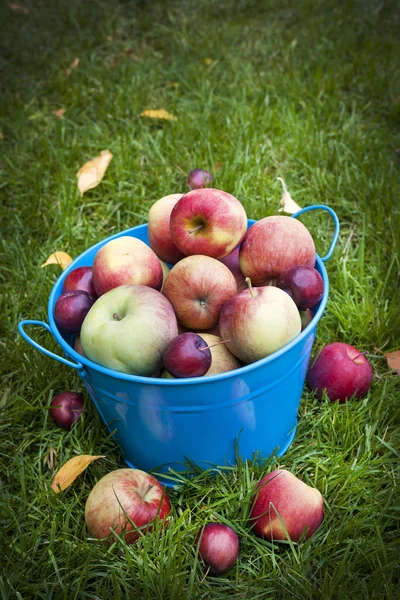 Manzanas Orgánicas Frescas Cubo Azul Sobre Hierba Verde Desde Arriba —  Fotos de Stock