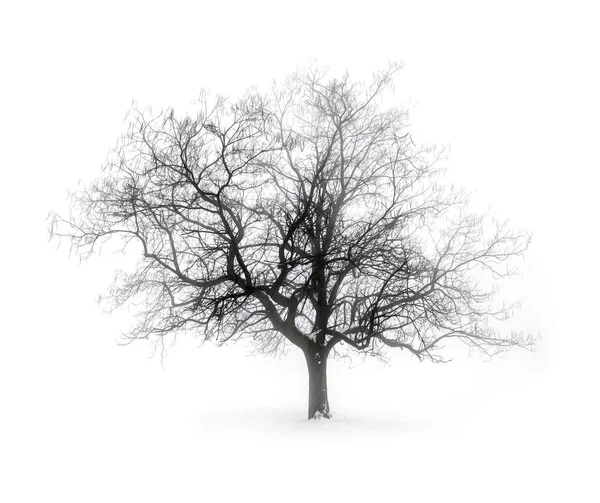 안개에 Leafless 나무의 스톡 이미지