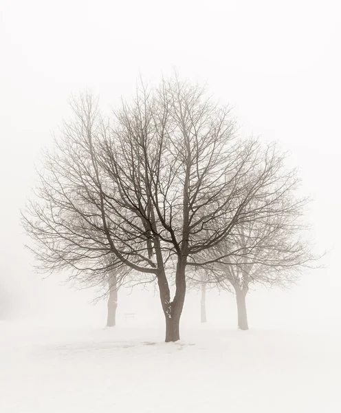 光秃秃的树木在雾棕褐色色调的冬季现场 免版税图库照片