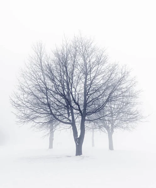 Scena Invernale Alberi Senza Foglie Tono Seppia Nebbia Immagine Stock