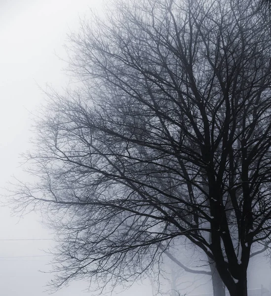 Scena Invernale Alberi Privi Foglie Nella Nebbia Fotografia Stock