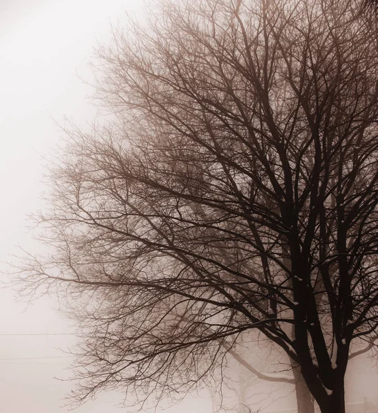 光秃秃的树木在雾棕褐色色调的冬季现场 图库图片