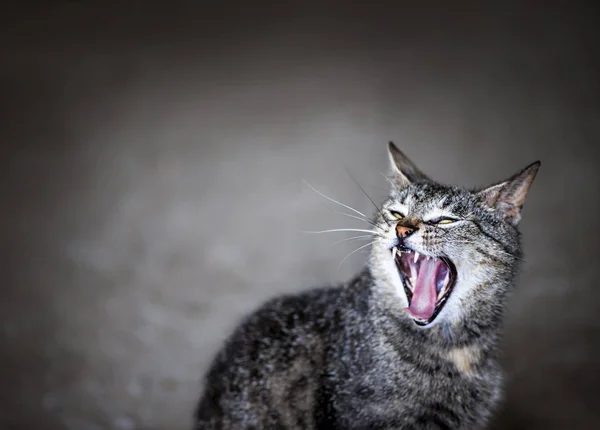 Gato Cinza Sentado Chão Cinza Olhando Para Cima Bocejos Fotos De Bancos De Imagens Sem Royalties