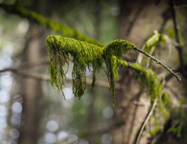 Ladin ağacından bir dala asılmış yosun, rüzgarda hafifçe hareket ediyor, hareket bulanıklığına neden oluyor.