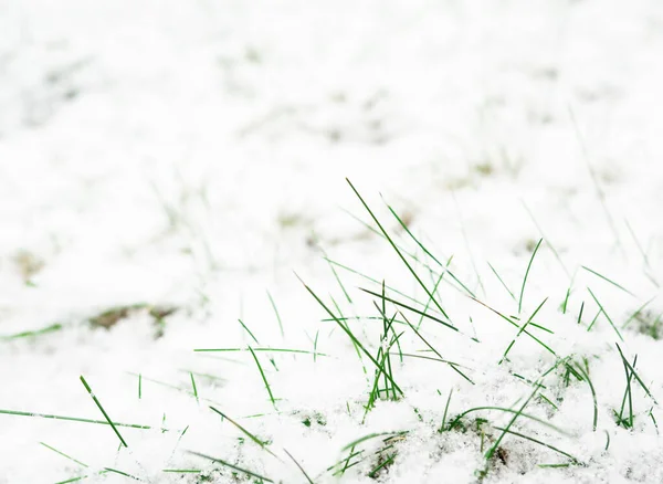 Grama Verde Surpreendida Por Uma Camada Fresca Neve — Fotografia de Stock