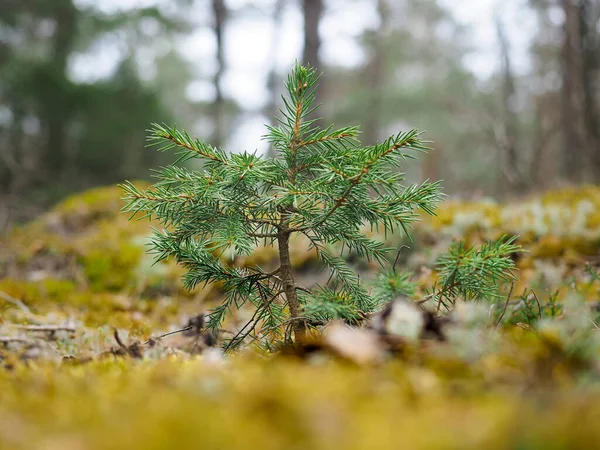 Young Spruce Tree Seedling Shooting Golden Moss Spring Time Low — Stock Photo, Image