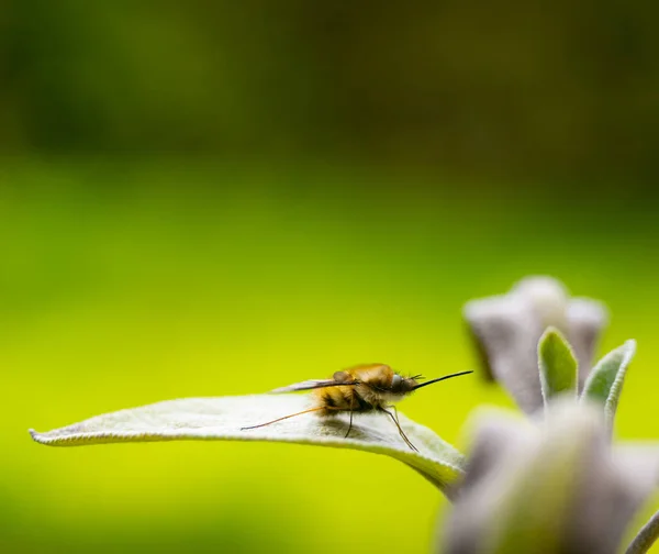 Bombyliidae Humblefly Στηρίζεται Ένα Φύλλο Φασκόμηλου Απομονώνονται Προς Φωτεινό Πράσινο — Φωτογραφία Αρχείου