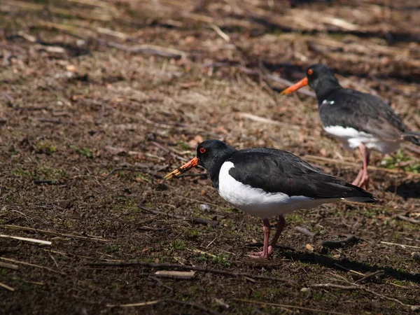 Een Paar Euraziatische Scholeksters Voeden Zich Met Land Natte Grond — Stockfoto