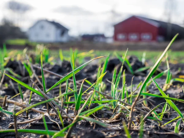 Plantules Poussant Dans Sol Gros Plan Devant Grange Ferme Jour — Photo