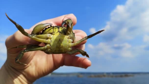 Carcinus Maenas Ένα Πράσινο Καβούρι Ακτή Που Πραγματοποιήθηκε Προς Πάνω — Αρχείο Βίντεο