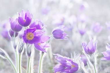 Photo of beautiful spring pulsatillas. They are often called Pasque, Easter or Wind flower, prairie crocus, dream grass and meadow anemone. Selective focus. clipart