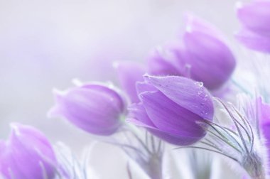 Güzel bahar pulsatillas fotoğraf. Genellikle Pasque, Paskalya veya rüzgar çiçek, çayır bitkisi, rüya otu ve çayır anemone denir. Seçici odak.