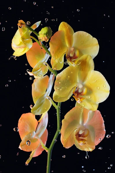 Foto Van Een Mooie Orchidee Bloem Tegen Donkere Achtergrond Selectieve — Stockfoto