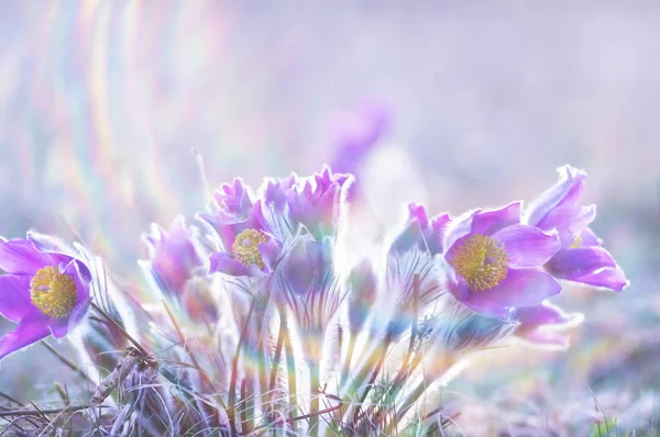 Foto Hermosas Pulsatillas Primavera Menudo Les Llama Pascual Flor Pascua — Foto de Stock