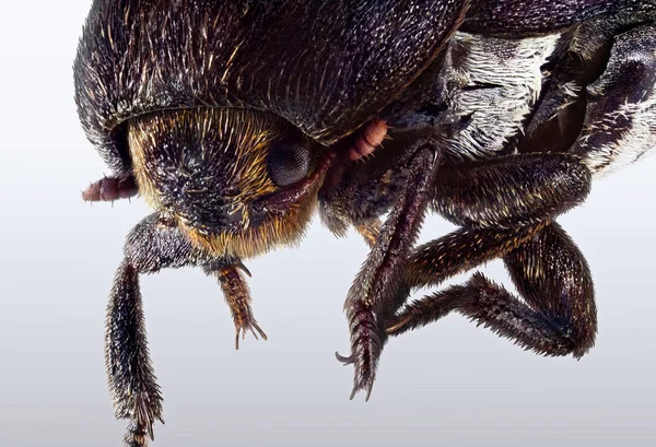 Ένα Πορτρέτο Της Μηλολόνθης Beetle — Φωτογραφία Αρχείου