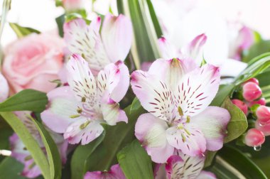 Güzel Alstroemeria bir buket. Seçici odak