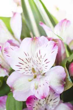 Buket çiçek Alstroemeria çiçek. Seçici odak